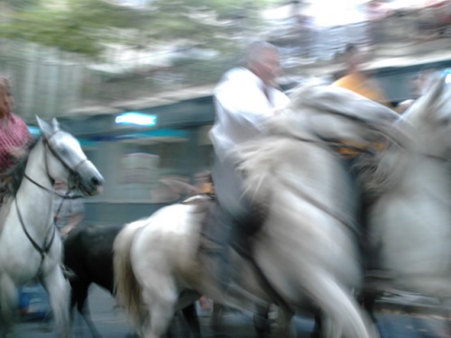 taureau et manadiers