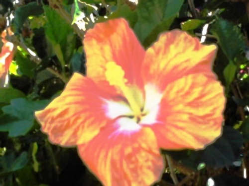 Hibiscus2
