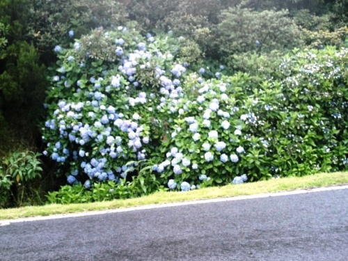 hortensias