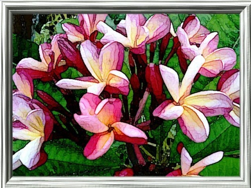 Frangipaniers du jardin