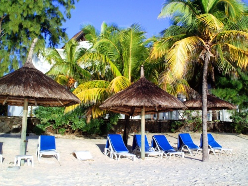 Paillotes et cocotiers