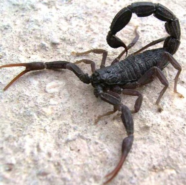 Scorpion2