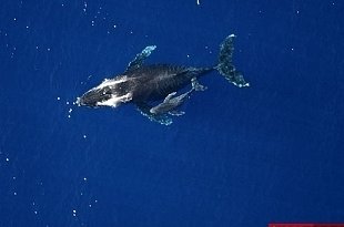 baleine au large de ST Paulph N. Villeneuve