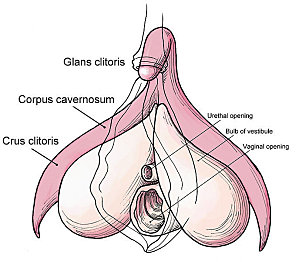 687px-Clitoris_anatomy_labeled-en[1]