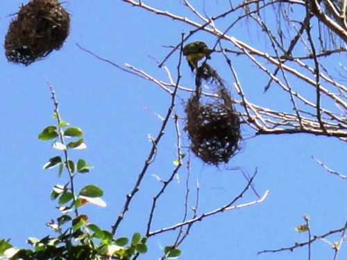 La femelle le détruit