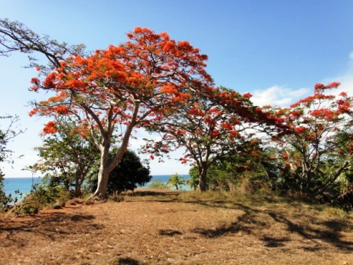 Les flamboyants de Noêl