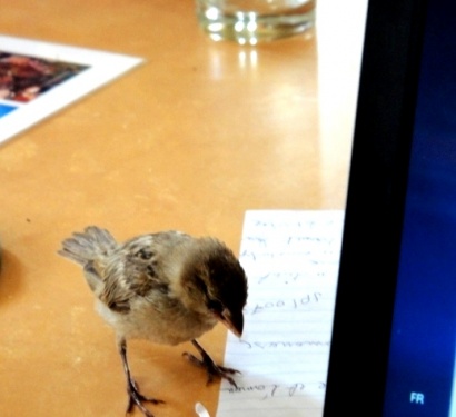 Mister bird proche de l'ordi où je suis entrain d'écrire