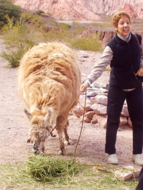 ça crache grave ces bestiaux (Salta-Argentine)
