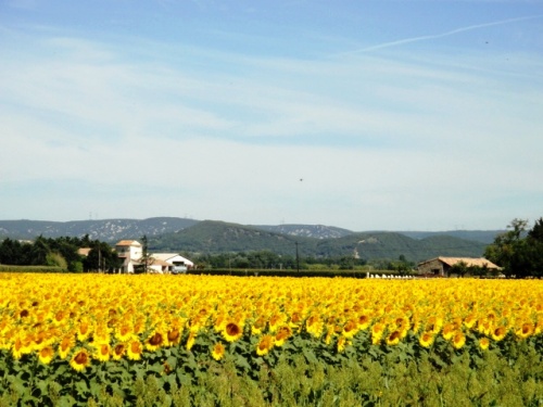 Champ de tournesol en bas de chez moi