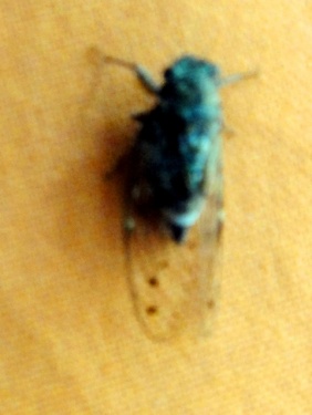 Une cigale réfugiée dans le salon !