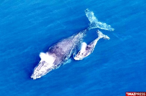 Les baleines à la Réunion