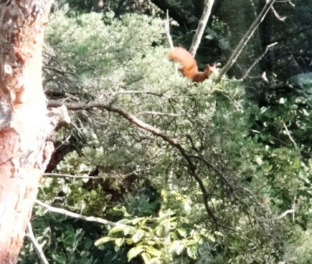 Un écureuil ..Passe!