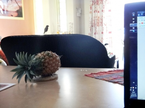 Mister bird à 1 mètre de mon ordi