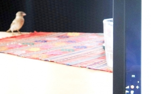 Je peux écouter Nina Simone avec toi 