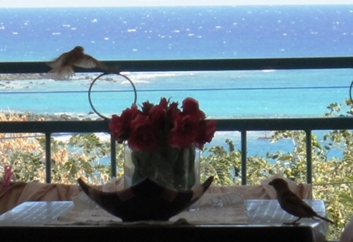 Mme Bird et son petit.