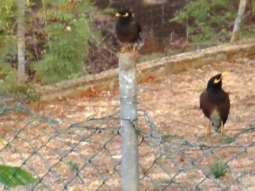 Un coupe inséparable (merles de Maurice)