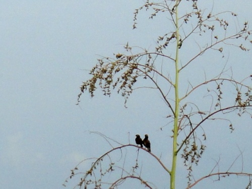 Je t'aime moi non plus