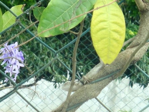 Elle a fait un bébé toute seule