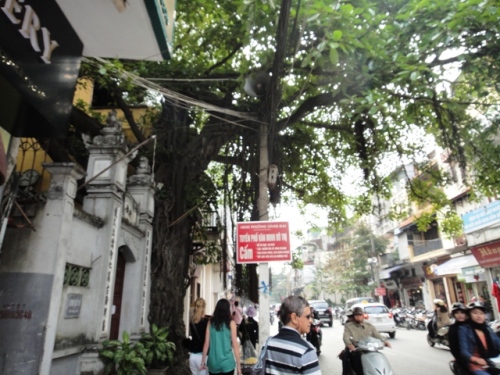 Un banian encastré dans un mur de clôture à Hanoï