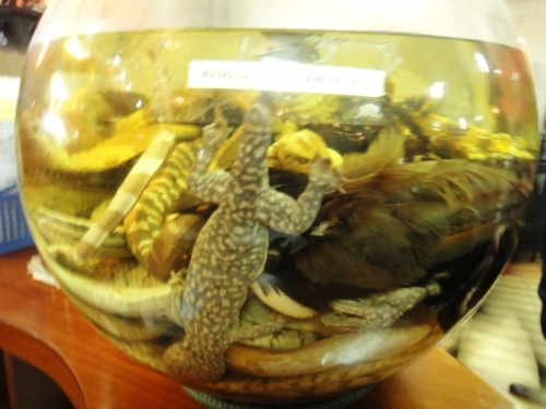 Alcool de serpents lézard pigeon grossechenille et autres