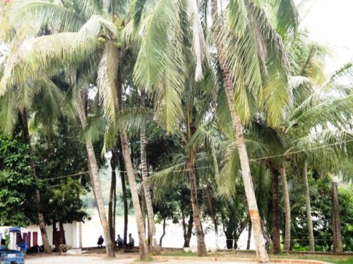 Le Mékong à travers les cocotiers