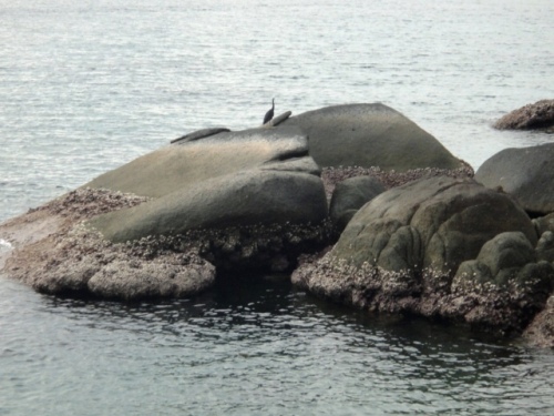 Un oiseau amateur de coquillages à marée basse