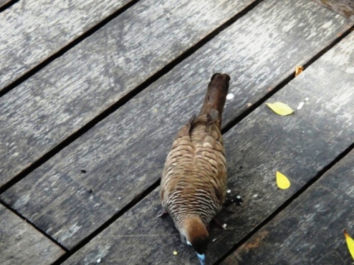Une tourterelle à bec bleu vient picorer les miettes sous la table