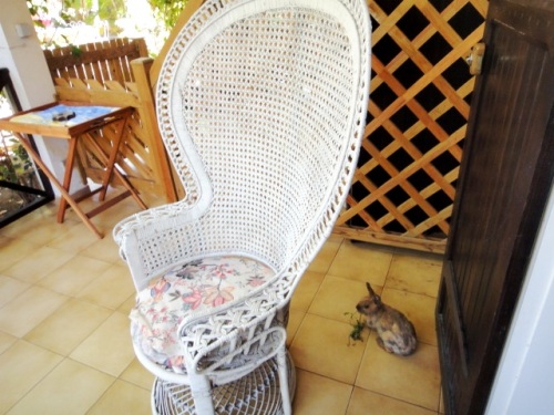 L'amitié animale...