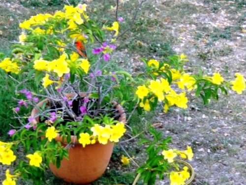 Mais où est-elle encore passée  !