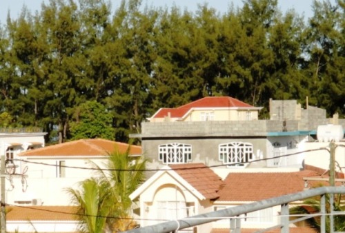 De la grande terrasse, vue sur les filaos bordant la plage