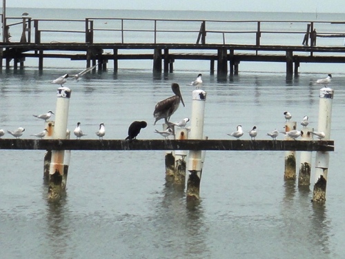Près de l'embarcadère à Caye Caulker