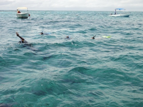 Nager avec les requins !