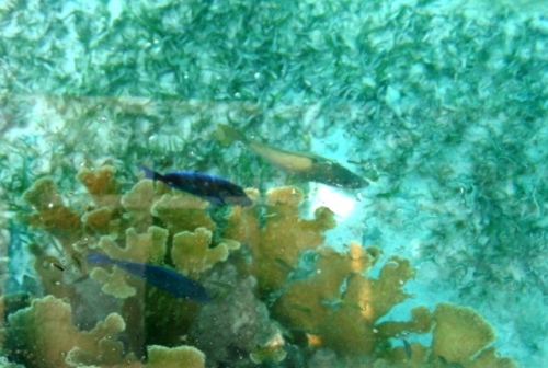 Nager avec les poissons