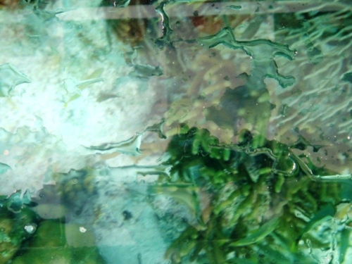 Paysage sous-marin 2