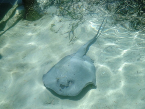 une raie s'aventure près du débarcadère!