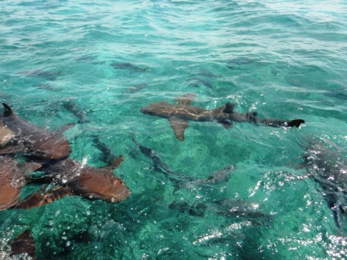 Les requins proche du petit bateau