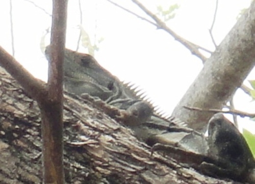 Dans la forêt clairsemée...