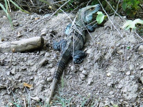 Une charmante bestiole!