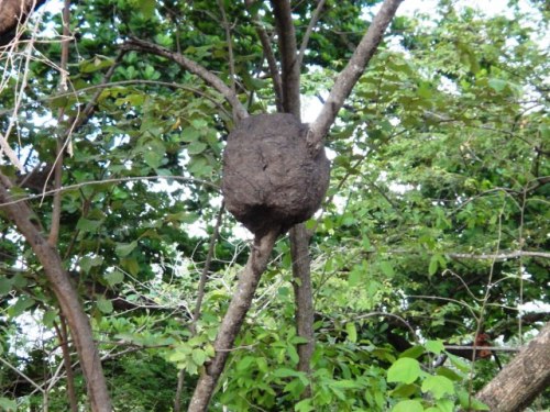 Boule à insectes!termitières fourmillères...