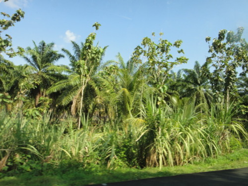 Palmeraie au second plan