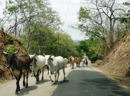Gardien de vche à vélo !