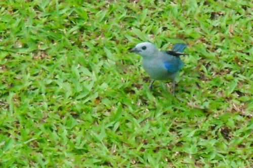 L'oiseau bleu dans l'herbe