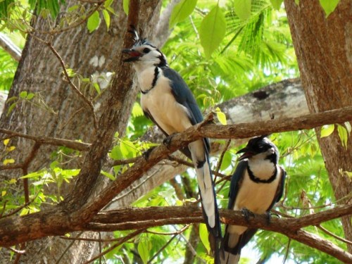 Dans la forêt sur les pistes des plages