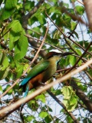 Motmot houtouc dans la forêt