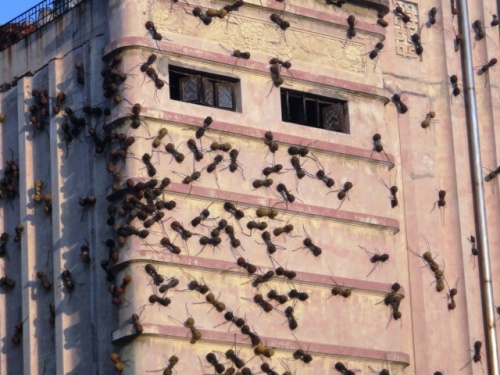 Des fourmis géantes envahissent l'immeuble !