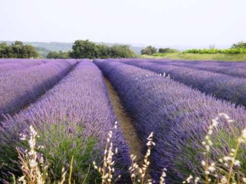 Que la campagne est bel-le!