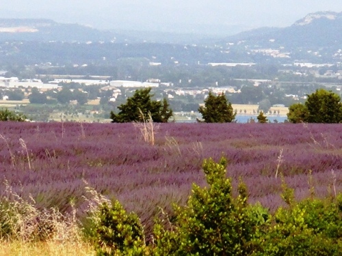 L'air tiède sent la lavande