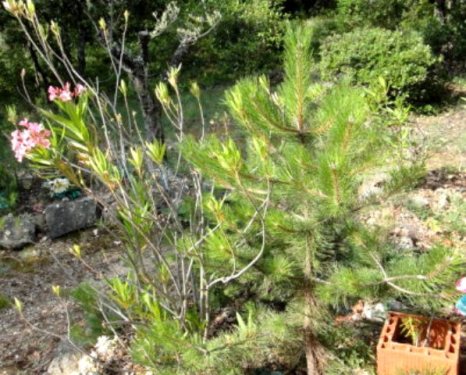 Premières fleusr. Sans soins dans l'année!