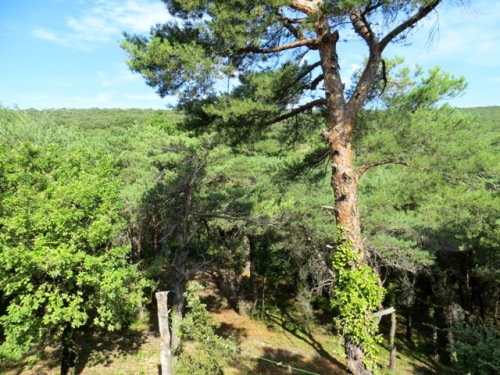 Derrière chez moi, y a des pins