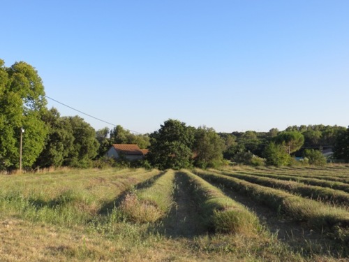 Le parfum de la lavande coupée est toujours présent !